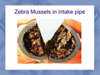 Zebra Mussels in intake pipe
ar
 