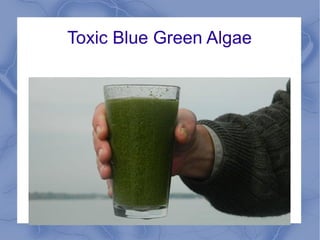 Toxic Blue Green Algae
 