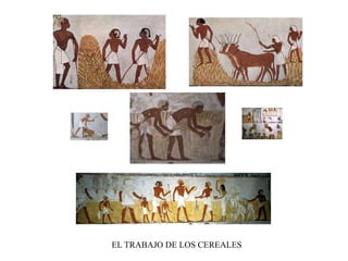 EL TRABAJO DE LOS CEREALES
 