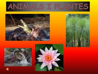 ANIMALS I PLANTES