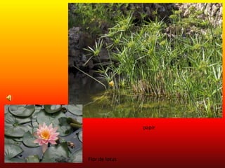 papirFlor de lotus