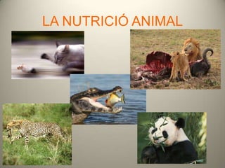 LA NUTRICIÓ ANIMAL
 