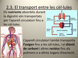 2.3. El transport entre les cèl·lules
Els nutrients absorbits durant
la digestió són transportats
per l’aparell circulatori fins a
les cèl·lules.



               L’aparell circulatori també transporta
               l’oxigen fins a les cèl·lules, i el diòxid
               de carboni i altres residus fins als
               pulmons o a altres òrgans d’excreció.
 