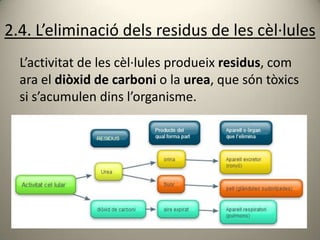 2.4. L’eliminació dels residus de les cèl·lules
  L’activitat de les cèl·lules produeix residus, com
  ara el diòxid de carboni o la urea, que són tòxics
  si s’acumulen dins l’organisme.
 