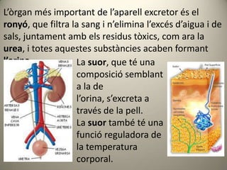 L’òrgan més important de l’aparell excretor és el
ronyó, que filtra la sang i n’elimina l’excés d’aigua i de
sals, juntament amb els residus tòxics, com ara la
urea, i totes aquestes substàncies acaben formant
l’orina.           La suor, que té una
                   composició semblant
                   a la de
                   l’orina, s’excreta a
                   través de la pell.
                   La suor també té una
                   funció reguladora de
                   la temperatura
                   corporal.
 