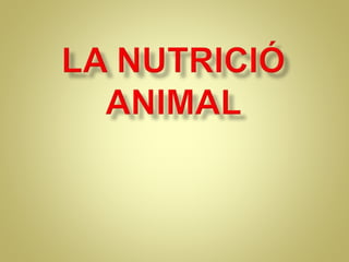La Գٰܳó animal