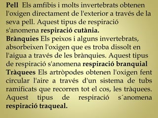 Pell Els amfibis i molts invertebrats obtenen
l'oxigen directament de l'exterior a través de la
seva pell. Aquest tipus de respiració
s'anomena respiració cutània.
Brànquies Els peixos i alguns invertebrats,
absorbeixen l'oxigen que es troba dissolt en
l'aigua a través de les brànquies. Aquest tipus
de respiració s'anomena respiració branquial
Tràquees Els artròpodes obtenen l'oxigen fent
circular l'aire a través d'un sistema de tubs
ramificats que recorren tot el cos, les tràquees.
Aquest tipus de respiració s´anomena
respiració traqueal.
 