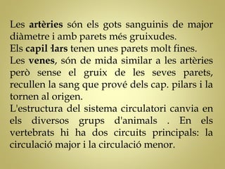 Les artèries són els gots sanguinis de major
diàmetre i amb parets més gruixudes.
Els capil·lars tenen unes parets molt fines.
Les venes, són de mida similar a les artèries
però sense el gruix de les seves parets,
recullen la sang que prové dels cap. pilars i la
tornen al origen.
L'estructura del sistema circulatori canvia en
els diversos grups d'animals . En els
vertebrats hi ha dos circuits principals: la
circulació major i la circulació menor.
 