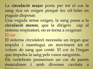 La circulació major porta per tot el cos la
sang rica en oxigen perquè les cèl·lules en
puguin disposar.
Una vegada sense oxigen, la sang passa a la
circulació menor, que la dirigeix cap al
sistema respiratori, on es torna a oxigenar.
El cor
El sistema circulatori necessita un òrgan que
impulsi i mantingui en moviment tot el
volum de sang que conté. El cor és l'òrgan
que impulsa la sang pels vasos sanguinis.
Els vertebrats posseeixen un cor de parets
musculoses i amb diverses cavitats a
 