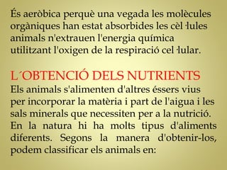 És aeròbica perquè una vegada les molècules
orgàniques han estat absorbides les cèl·lules
animals n'extrauen l'energia química
utilitzant l'oxigen de la respiració cel·lular.
L´OBTENCIÓ DELS NUTRIENTS
Els animals s'alimenten d'altres éssers vius
per incorporar la matèria i part de l'aigua i les
sals minerals que necessiten per a la Գٰܳó.
En la natura hi ha molts tipus d'aliments
diferents. Segons la manera d'obtenir-los,
podem classificar els animals en:
 