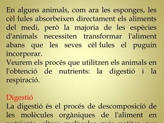 En alguns animals, com ara les esponges, les
cèl·lules absorbeixen directament els aliments
del medi, però la majoria de les espècies
d'animals necessiten transformar l'aliment
abans que les seves cèl·lules el puguin
incorporar.
Veurem els procés que utilitzen els animals en
l'obtenció de nutrients: la digestió i la
respiració.
Digestió
La digestió és el procés de descomposició de
les molècules orgàniques de l'aliment en
 