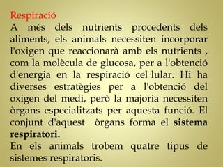 Respiració
A més dels nutrients procedents dels
aliments, els animals necessiten incorporar
l'oxigen que reaccionarà amb els nutrients ,
com la molècula de glucosa, per a l'obtenció
d'energia en la respiració cel·lular. Hi ha
diverses estratègies per a l'obtenció del
oxigen del medi, però la majoria necessiten
òrgans especialitzats per aquesta funció. El
conjunt d'aquest òrgans forma el sistema
respiratori.
En els animals trobem quatre tipus de
sistemes respiratoris.
 
