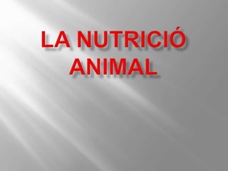 La Գٰܳó animal