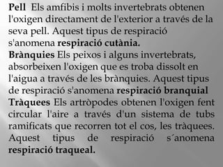 Pell Els amfibis i molts invertebrats obtenen
l'oxigen directament de l'exterior a través de la
seva pell. Aquest tipus de respiració
s'anomena respiració cutània.
Brànquies Els peixos i alguns invertebrats,
absorbeixen l'oxigen que es troba dissolt en
l'aigua a través de les brànquies. Aquest tipus
de respiració s'anomena respiració branquial
Tràquees Els artròpodes obtenen l'oxigen fent
circular l'aire a través d'un sistema de tubs
ramificats que recorren tot el cos, les tràquees.
Aquest tipus de respiració s´anomena
respiració traqueal.
 