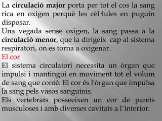 La circulació major porta per tot el cos la sang
rica en oxigen perquè les cèl·lules en puguin
disposar.
Una vegada sense oxigen, la sang passa a la
circulació menor, que la dirigeix cap al sistema
respiratori, on es torna a oxigenar.
El cor
El sistema circulatori necessita un òrgan que
impulsi i mantingui en moviment tot el volum
de sang que conté. El cor és l'òrgan que impulsa
la sang pels vasos sanguinis.
Els vertebrats posseeixen un cor de parets
musculoses i amb diverses cavitats a l´interior.
 