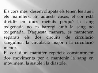 Els cors més desenvolupats els tenen les aus i
els mamífers. En aquests casos, el cor està
dividit en dues meitats perquè la sang
oxigenada no es barregi amb la sang no
oxigenada. D'aquesta manera, es mantenen
separats els dos circuits de circulació
sanguínia: la circulació major i la circulació
menor.
El cor d'un mamífer repeteix constantment
dos moviments per a mantenir la sang en
moviment: la sístole i la diàstole.
 