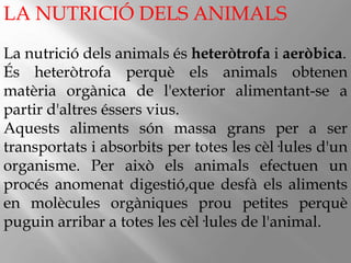 LA NUTRICIÓ DELS ANIMALS
La Գٰܳó dels animals és heteròtrofa i aeròbica.
És heteròtrofa perquè els animals obtenen
matèria orgànica de l'exterior alimentant-se a
partir d'altres éssers vius.
Aquests aliments són massa grans per a ser
transportats i absorbits per totes les cèl·lules d'un
organisme. Per això els animals efectuen un
procés anomenat digestió,que desfà els aliments
en molècules orgàniques prou petites perquè
puguin arribar a totes les cèl·lules de l'animal.
 