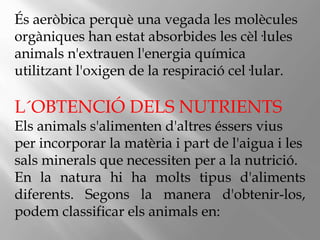 És aeròbica perquè una vegada les molècules
orgàniques han estat absorbides les cèl·lules
animals n'extrauen l'energia química
utilitzant l'oxigen de la respiració cel·lular.
L´OBTENCIÓ DELS NUTRIENTS
Els animals s'alimenten d'altres éssers vius
per incorporar la matèria i part de l'aigua i les
sals minerals que necessiten per a la Գٰܳó.
En la natura hi ha molts tipus d'aliments
diferents. Segons la manera d'obtenir-los,
podem classificar els animals en:
 