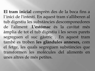 El tram inicial comprèn des de la boca fins a
l´inici de l'intestí. En aquest tram s'alliberen al
tub digestiu les substàncies descomponedores
de l'aliment .L'estómac és la cavitat més
àmplia de tot el tub digestiu i les seves parets
segreguen el suc gàstric . En aquest tram
també es troben les glàndules annexes, com
el fetge, les quals segreguen substàncies que
transformen les molècules del aliments en
unes altres de més petites.
 