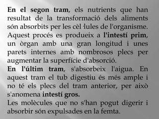En el segon tram, els nutrients que han
resultat de la transformació dels aliments
són absorbits per les cèl·lules de l'organisme.
Aquest procés es produeix a l'intestí prim,
un òrgan amb una gran longitud i unes
parets internes amb nombrosos plecs per
augmentar la superfície d'absorció.
En l'últim tram, s'absorbeix l'aigua. En
aquest tram el tub digestiu és més ample i
no té els plecs del tram anterior, per això
s'anomena intestí gros.
Les molècules que no s'han pogut digerir i
absorbir són expulsades en la femta.
 