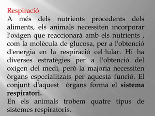Respiració
A més dels nutrients procedents dels
aliments, els animals necessiten incorporar
l'oxigen que reaccionarà amb els nutrients ,
com la molècula de glucosa, per a l'obtenció
d'energia en la respiració cel·lular. Hi ha
diverses estratègies per a l'obtenció del
oxigen del medi, però la majoria necessiten
òrgans especialitzats per aquesta funció. El
conjunt d'aquest òrgans forma el sistema
respiratori.
En els animals trobem quatre tipus de
sistemes respiratoris.
 