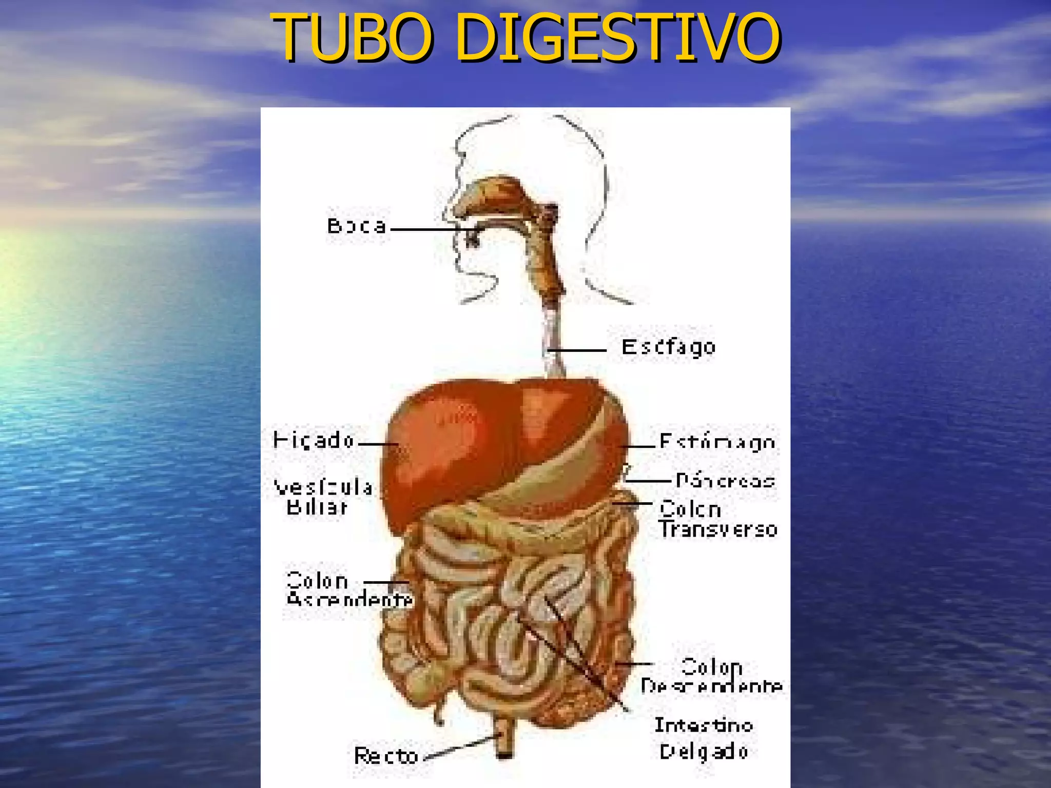 TUBO DIGESTIVO 