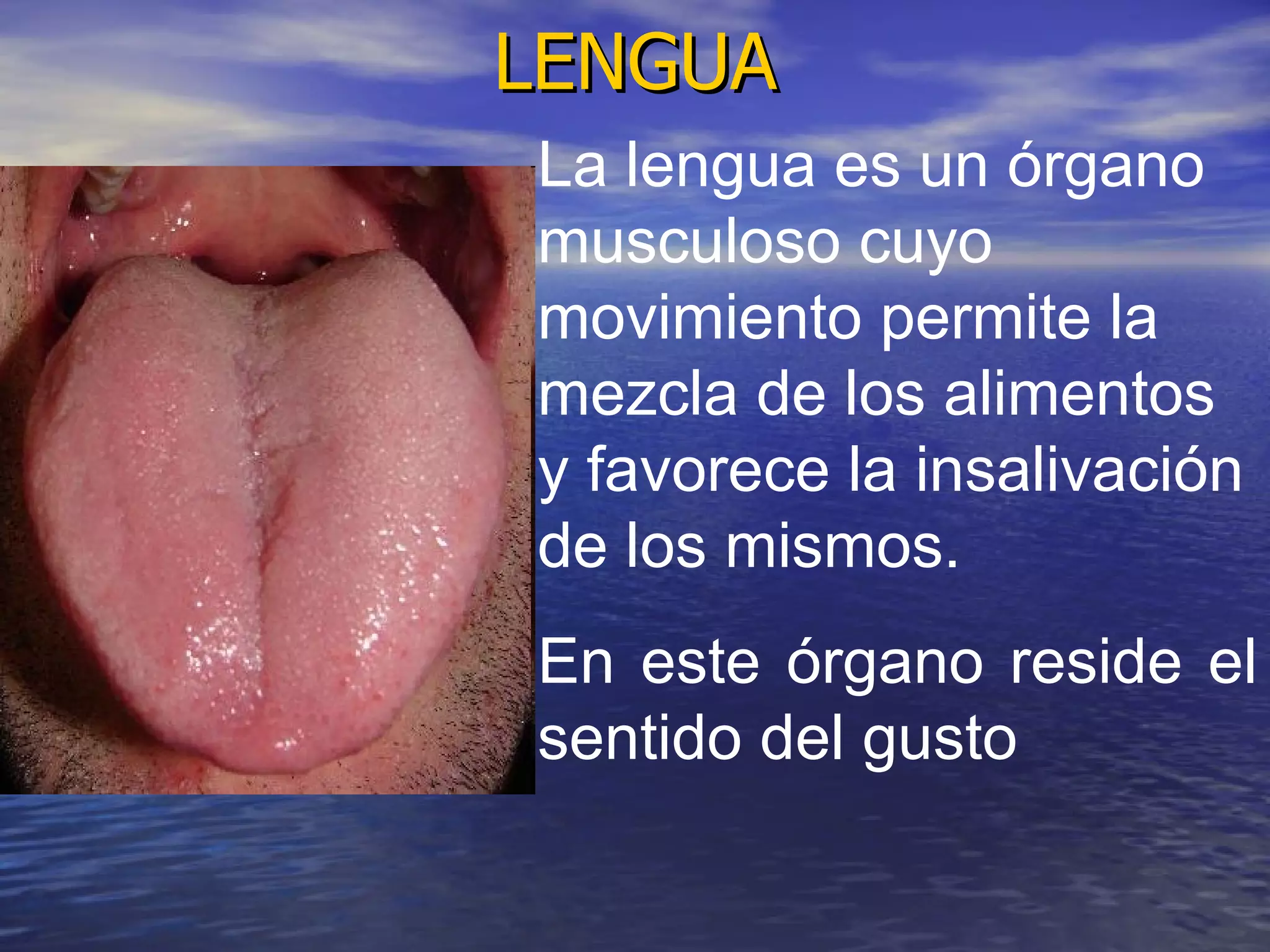 LENGUA La lengua es un órgano musculoso cuyo movimiento permite la mezcla de los alimentos y favorece la insalivación de los mismos. En este órgano reside el sentido del gusto 