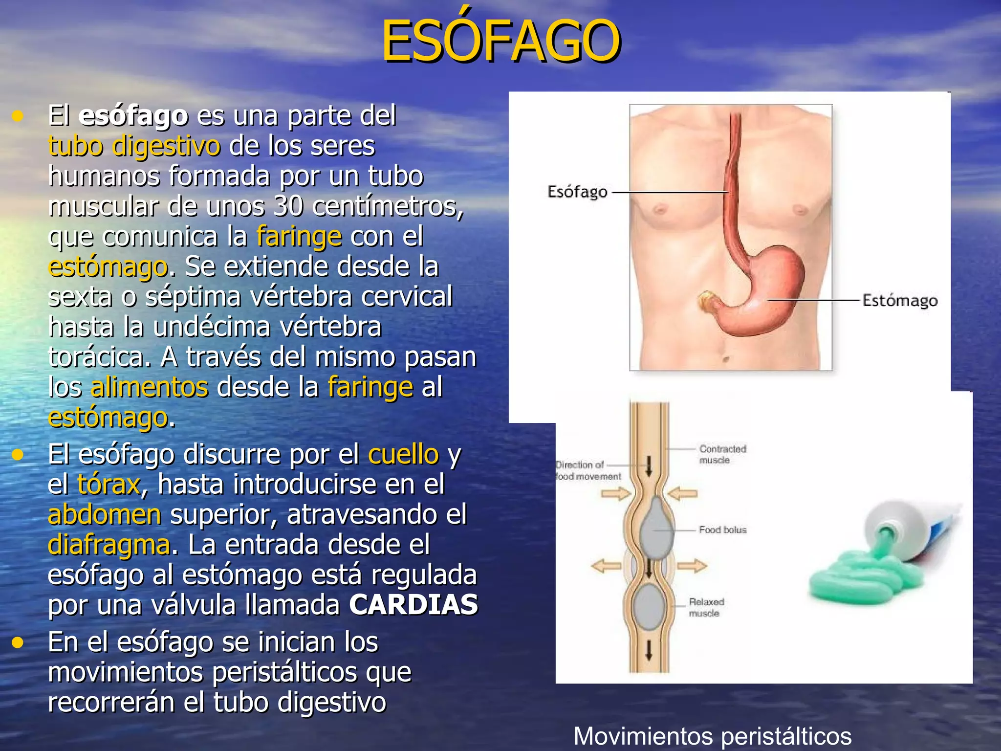 ESÓFAGO El  esófago  es una parte del  tubo digestivo  de los seres humanos formada por un tubo muscular de unos 30 centímetros, que comunica la  faringe  con el  estómago . Se extiende desde la sexta o séptima vértebra cervical hasta la undécima vértebra torácica. A través del mismo pasan los  alimentos  desde la  faringe  al  estómago . El esófago discurre por el  cuello  y el  tórax , hasta introducirse en el  abdomen  superior, atravesando el  diafragma . La entrada desde el esófago al estómago está regulada por una válvula llamada  CARDIAS En el esófago se inician los movimientos peristálticos que recorrerán el tubo digestivo  Movimientos peristálticos 