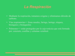 La Respiración
● Mediante la respiración, tomamos oxígeno y eliminamos dióxido de
carbono.
● Vías respiratorias=> fosas nasales, faringe, laringe, tráquea,
bronquios y bronquiolos
● Pulmones=> están protegidos por la caja torácica que está formada
por: esternón, costillas y columna vertebral.
 