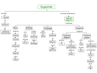 Digestión sirve para Dividir los Alimentos en Sustancias más sencillas se encarga de realizarla el Aparato digestivo formado por Boca donde los los Alimentos Dientes Trituran y se con la Saliva Mezclan Esófago es un que mide 25 cm. Tubo a través de él los llegan al Estómago Alimentos Estómago tiene forma de Bolsa los se Mezclan Alimentos con los Jugos gástricos Intestino dividido en Intestino delgado Intestino grueso que mide 7 m. por donde las Sustancias aprovechables pasan a la Sangre es un que mide 1,5 m. Tubo donde las Sustancias no aprovechables se transforman en Heces y se  Expulsan por el  Ano 
