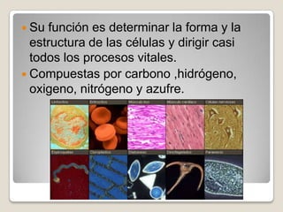  Su función es determinar la forma y la
  estructura de las células y dirigir casi
  todos los procesos vitales.
 Compuestas por carbono ,hidrógeno,
  oxigeno, nitrógeno y azufre.
 
