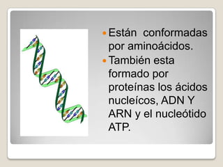  Están  conformadas
  por aminoácidos.
 También esta
  formado por
  proteínas los ácidos
  nucleícos, ADN Y
  ARN y el nucleótido
  ATP.
 