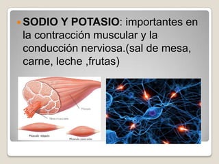  SODIO  Y POTASIO: importantes en
 la contracción muscular y la
 conducción nerviosa.(sal de mesa,
 carne, leche ,frutas)
 