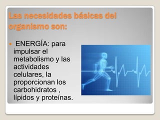 Las necesidades básicas del
organismo son:
    ENERGÍA: para
    impulsar el
    metabolismo y las
    actividades
    celulares, la
    proporcionan los
    carbohidratos ,
    lípidos y proteínas.
 