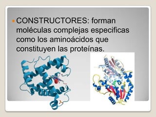  CONSTRUCTORES:      forman
moléculas complejas especificas
como los aminoácidos que
constituyen las proteínas.
 