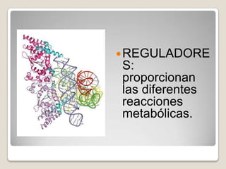 REGULADORE
S:
proporcionan
las diferentes
reacciones
metabólicas.
 