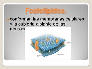 Fosfolípidos.
 conforman  las membranas celulares
 y la cubierta aislante de las
 neuronas.
 