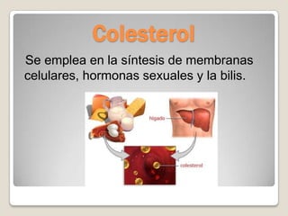 Colesterol
Se emplea en la síntesis de membranas
celulares, hormonas sexuales y la bilis.
 