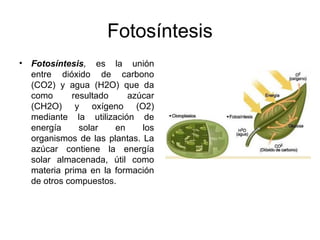 Fotosíntesis
• Fotosíntesis, es la unión
entre dióxido de carbono
(CO2) y agua (H2O) que da
como resultado azúcar
(CH2O) y oxígeno (O2)
mediante la utilización de
energía solar en los
organismos de las plantas. La
azúcar contiene la energía
solar almacenada, útil como
materia prima en la formación
de otros compuestos.
 