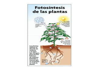 Las partes de una planta
 
