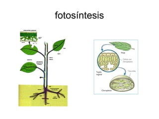 fotosíntesis
 