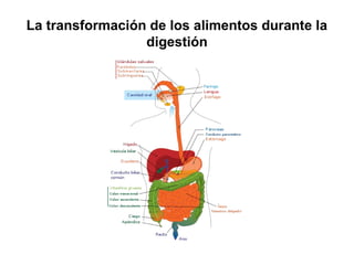 La transformación de los alimentos durante la
digestión
 