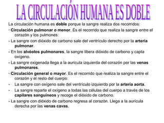 La circulación humana es doble porque la sangre realiza dos recorridos:
· Circulación pulmonar o menor. Es el recorrido que realiza la sangre entre el
corazón y los pulmones:
- La sangre con dióxido de carbono sale del ventrículo derecho por la arteria
pulmonar.
- En los alvéolos pulmonares, la sangre libera dióxido de carbono y capta
oxígeno.
- La sangre oxigenada llega a la aurícula izquierda del corazón por las venas
pulmonares.
· Circulación general o mayor. Es el recorrido que realiza la sangre entre el
corazón y el resto del cuerpo:
- La sangre con oxígeno sale del ventrículo izquierdo por la arteria aorta.
- La sangre reparte el oxígeno a todas las células del cuerpo a través de los
capilares sanguíneos y recoge el dióxido de carbono.
- La sangre con dióxido de carbono regresa al corazón. Llega a la aurícula
derecha por las venas cavas.

 