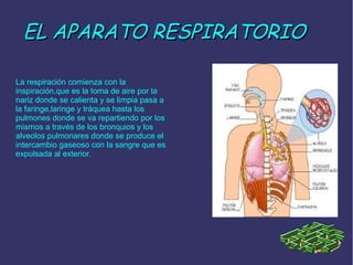 EL APARATO RESPIRATORIO
La respiración comienza con la
inspiración,que es la toma de aire por la
nariz donde se calienta y se limpia pasa a
la faringe,laringe y tráquea hasta los
pulmones donde se va repartiendo por los
mismos a través de los bronquios y los
alveolos pulmonares donde se produce el
intercambio gaseoso con la sangre que es
expulsada al exterior.

 