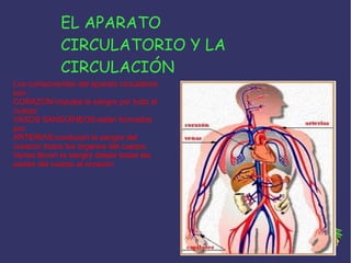 EL APARATO
CIRCULATORIO Y LA
CIRCULACIÓN
Los componentes del aparato circulatorio
son :
CORAZON:impulsa la sangre por todo el
cuerpo
VASOS SANGUÍNEOS:están formados
por:
ARTERIAS:conducen la sangre del
corazón todos los órganos del cuerpo.
Venas:llevan la sangre desde todas las
partes del cuerpo al corazón

 