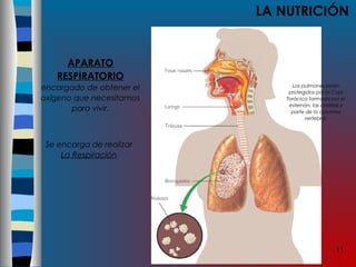 11
LA NUTRICIÓN
APARATO
RESPIRATORIO
encargado de obtener el
oxígeno que necesitamos
para vivir.
Se encarga de realizar
La Respiración
Los pulmones están
protegidos por la Caja
Torácica formada por el
esternón, las costillas y
parte de la columna
vertebral.
 