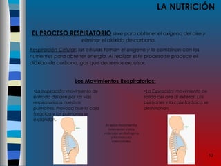 12
LA NUTRICIÓN
EL PROCESO RESPIRATORIO sirve para obtener el oxígeno del aire y
eliminar el dióxido de carbono.
Respiración Celular: las células toman el oxígeno y lo combinan con los
nutrientes para obtener energía. Al realizar este proceso se produce el
dióxido de carbono, gas que debemos expulsar.
Los Movimientos Respiratorios:
En estos movimientos
intervienen varios
músculos: el diafragma
y los músculos
intercostales.
•La Espiración: movimiento de
salida del aire al exterior. Los
pulmones y la caja torácica se
deshinchan.
•La Inspiración: movimiento de
entrada del aire por las vías
respiratorias a nuestros
pulmones. Provoca que la caja
torácica y los pulmones se
expandan.
 