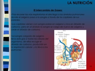 13
LA NUTRICIÓN
El Intercambio de Gases:
•Tras recorrer las vías respiratorias el aire llega a los alvéolos pulmonares
donde el oxígeno pasa a la sangre a través de los capilares de sus
paredes.
•Los capilares vienen con sangre pobre en oxígeno y rica en dióxido de
carbono, pero en el alvéolo la sangre se carga de nuevo de oxígeno y
cede el dióxido de carbono.
•La sangre cargada de oxígeno
lleva este gas a todas las células del
organismo, de ellas recoge el
dióxido de carbono, producido en
la respiración celular, y lo lleva a los
pulmones.
 