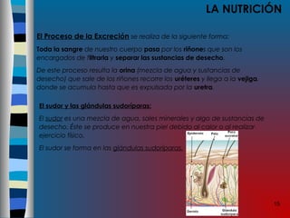 15
LA NUTRICIÓN
El Proceso de la Excreción se realiza de la siguiente forma:
Toda la sangre de nuestro cuerpo pasa por los riñones que son los
encargados de filtrarla y separar las sustancias de desecho.
De este proceso resulta la orina (mezcla de agua y sustancias de
desecho) que sale de los riñones recorre los uréteres y llega a la vejiga,
donde se acumula hasta que es expulsada por la uretra.
El sudor y las glándulas sudoríparas:
El sudor es una mezcla de agua, sales minerales y algo de sustancias de
desecho. Éste se produce en nuestra piel debido al calor o al realizar
ejercicio físico.
El sudor se forma en las glándulas sudoríparas.
 