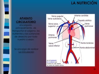16
LA NUTRICIÓN
APARATO
CIRCULATORIO
encargado,
principalmente, de
transportar el oxígeno, los
nutrientes y las sustancias
de desecho por todo
nuestro cuerpo.
Se encarga de realizar
La Circulación
 